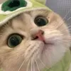 dungtoxic6