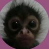 sariha4u