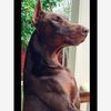 dobermanhtx