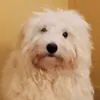 vendedor_russo