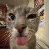 luluwcat