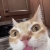 whiskey.alpha2021
