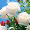 ruban.tatiana