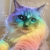 sukitheragdollcat