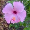 shennie.b12345678