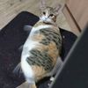 pezcato