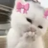lizettecatryn