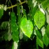aswantebo987