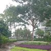 shintaresmi381