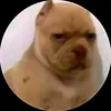 novinho.da.dz70