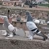 seyhdavut.amak47