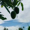 demak0007