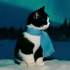 ela.the.cat5