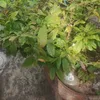nghia_27822