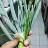 di_na77829