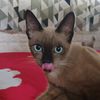 leochochoofficial