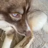 huskymeupet0