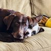 The Wags Pack