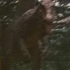 igoat927