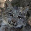 amber.the.lynx