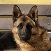 lupo.sokitario3