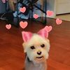 rose_gold857
