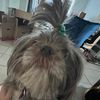 puppy_scoutt
