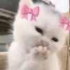 liy_rrizkwwx
