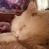 Meow