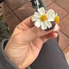 edelweiss_ica
