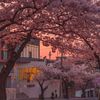roda_223