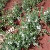 rotugaa.kiprotich