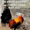 wandi.saung