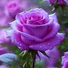 .mahmuda.islam50