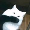acelynn_01