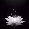 mai.hu030