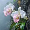 ko.myint.aung06