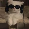 meow.jojo5