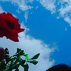 arazwahmed8409