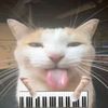 sillycarharmonies