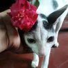 enjel.megla