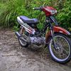 orangtanpanama50