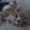 bxrrymeow