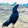aseel_1_lover786