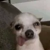 shinemoondk