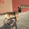 pastor_belga_atenea