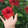 manoela.borges7