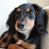 bennett.the.dachshund