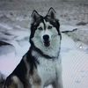maya_xoxo_husky