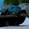 toothlesseslife